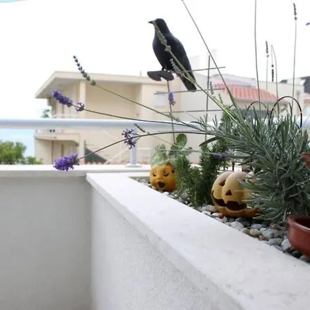 Maia's Znjan Daire *